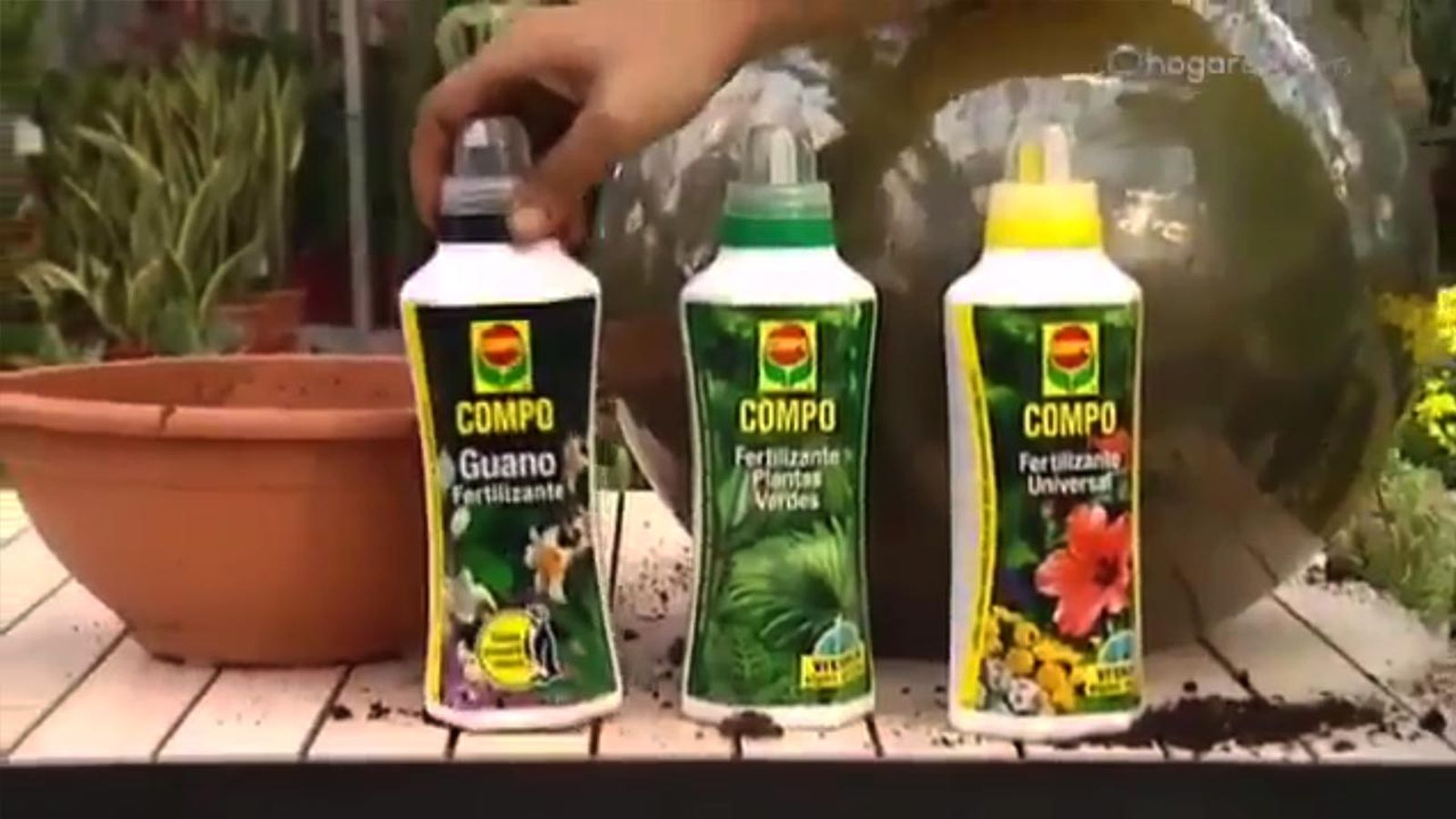 deco plantacion beaucarnea abonos