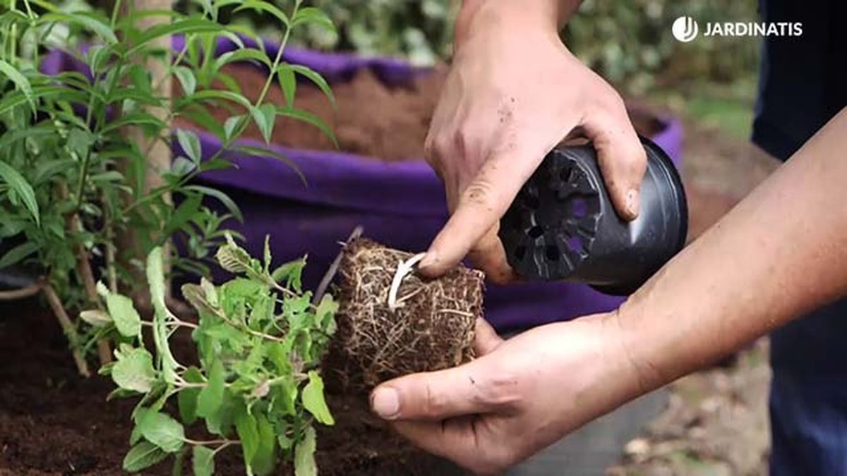 brico 988 cultivar hierbabuena