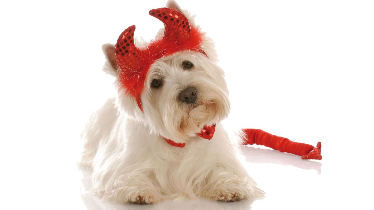 perros disfraz westie