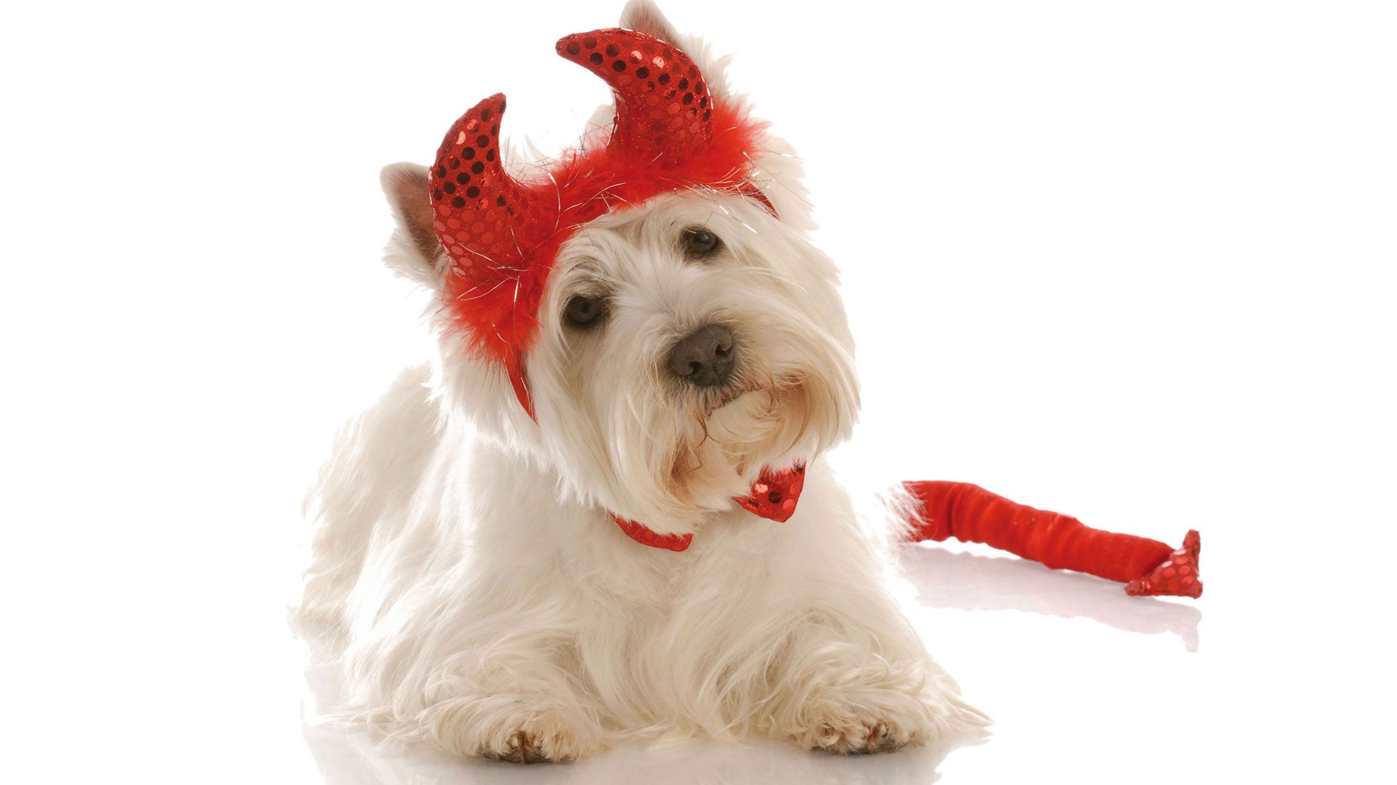 perros disfraz westie