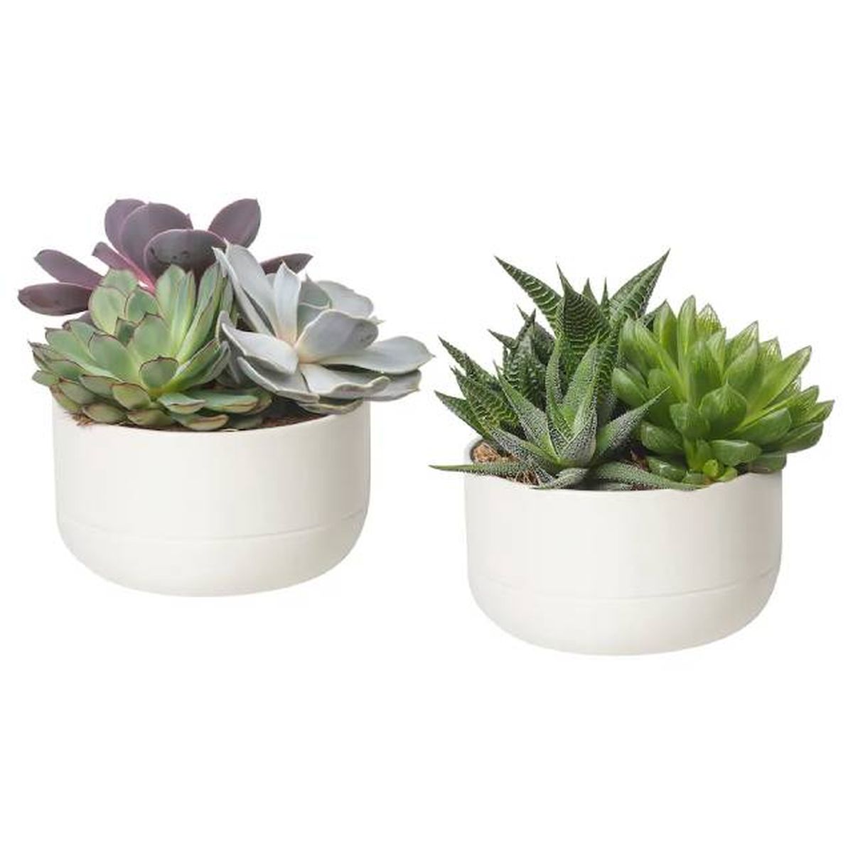 plantas suculentas ikea