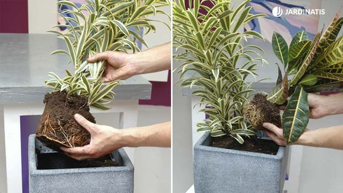 composicion plantas follaje variegado amarillo 2 deco 128 jardinatis