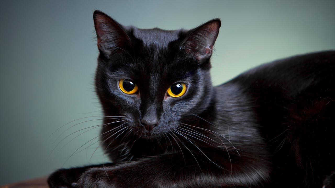 gato negro
