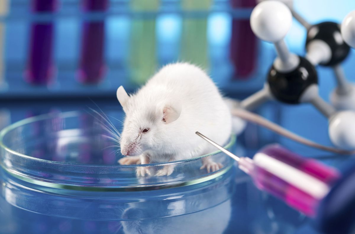 animales laboratorio experimentacion animal xl