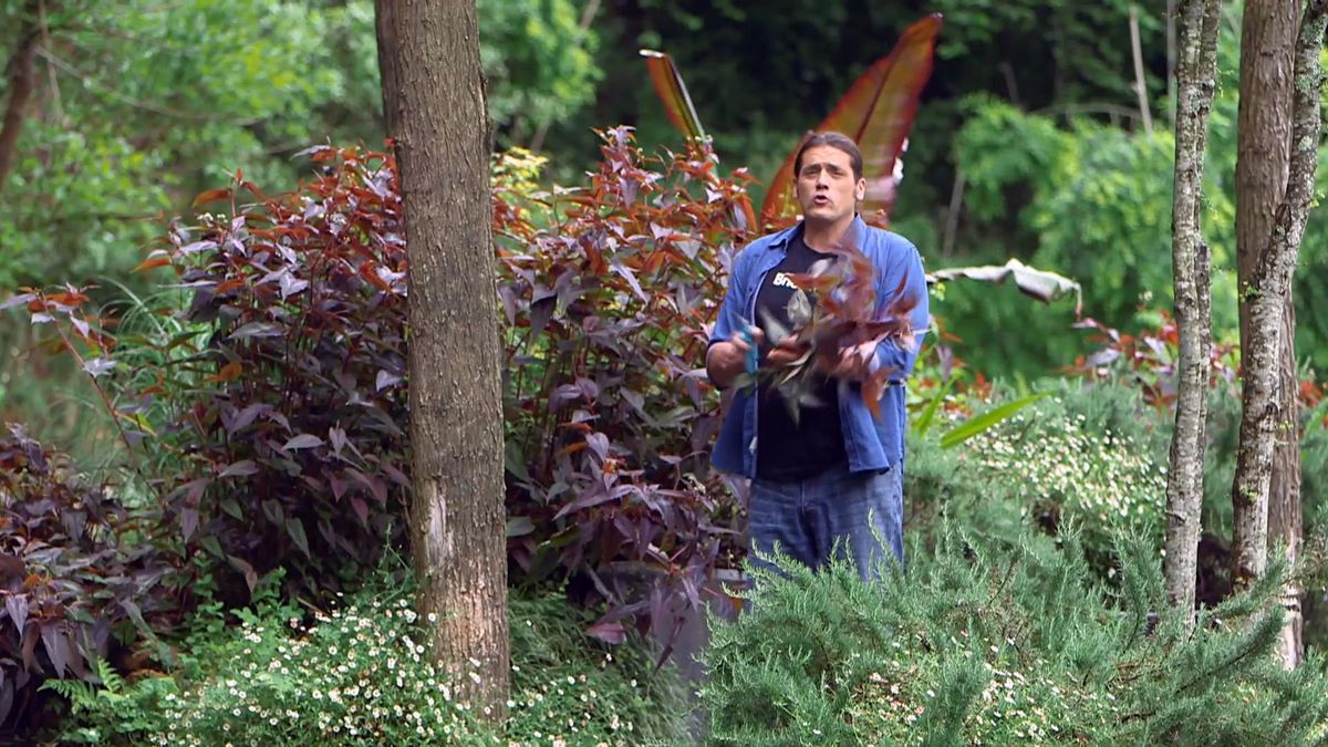 brico 0960 3 persicaria caracteristicas