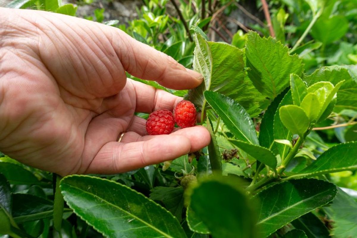 Las frambuesas son ricas en antioxidantes, vitaminas y minerales.