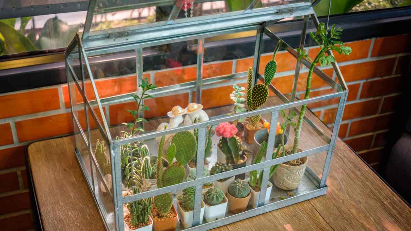 mini invernadero para proteger plantas xl