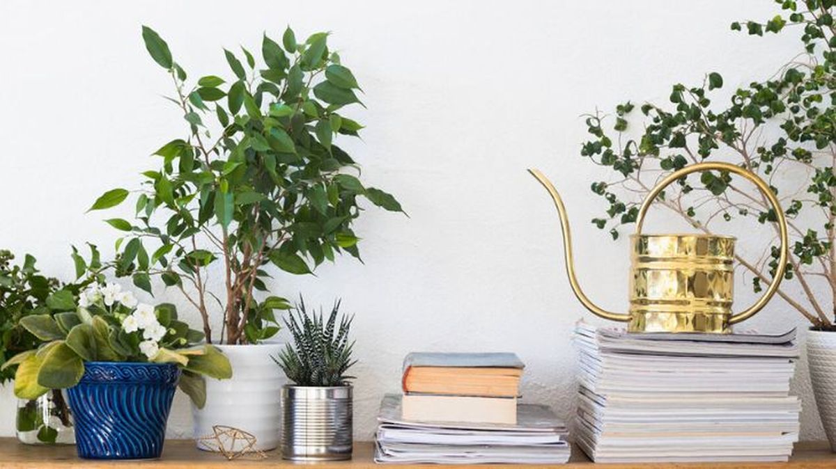 ficus benajmina se le caen las hojas