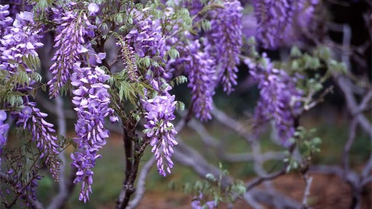 Wisteria o glicina