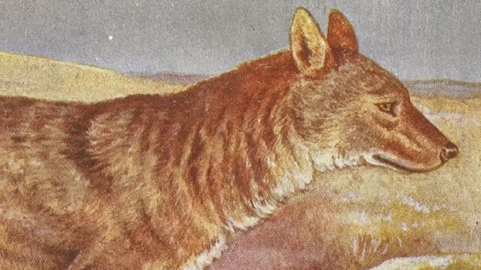 animales extintos lobo iberico levantino