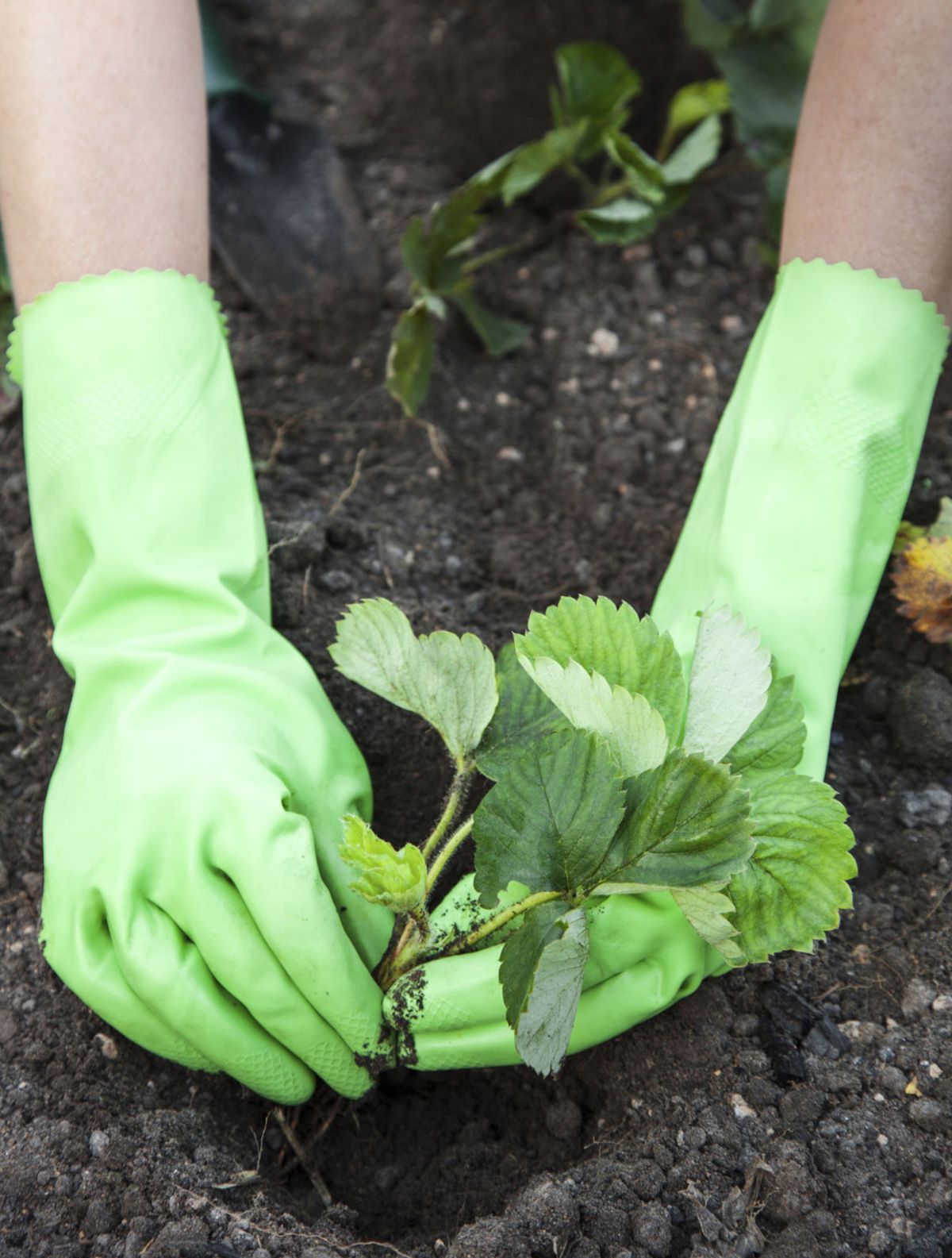 Cómo reproducir las fresas 1