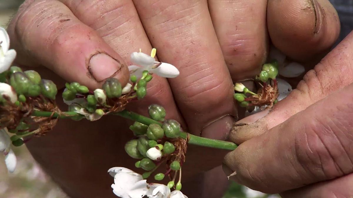 deco 736 jardineria libertia bolitas