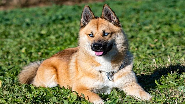 pomsky marron