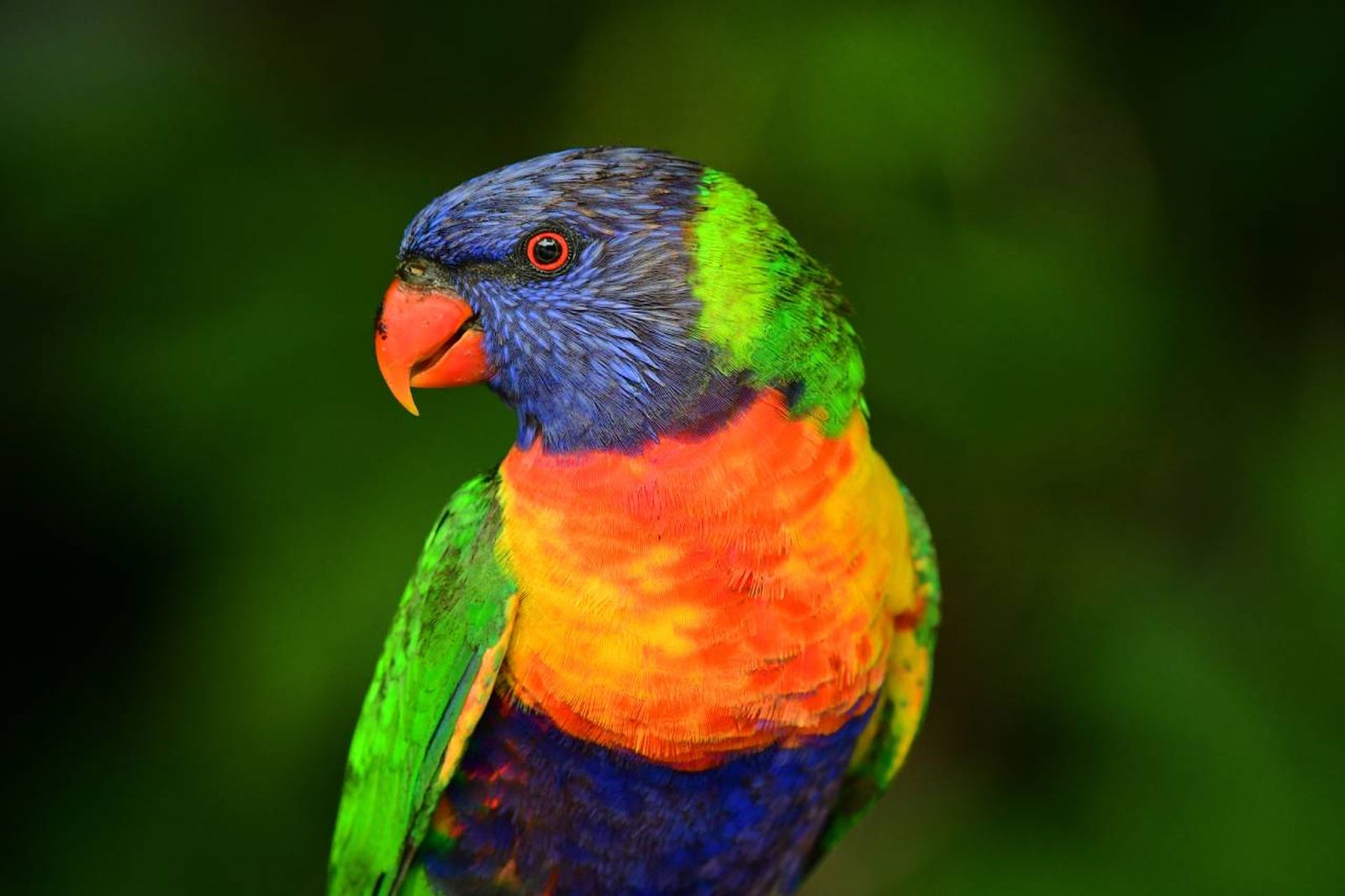 El Loro Arcoiris es una de las aves más populares entre los amantes de las mascotas exóticas.
