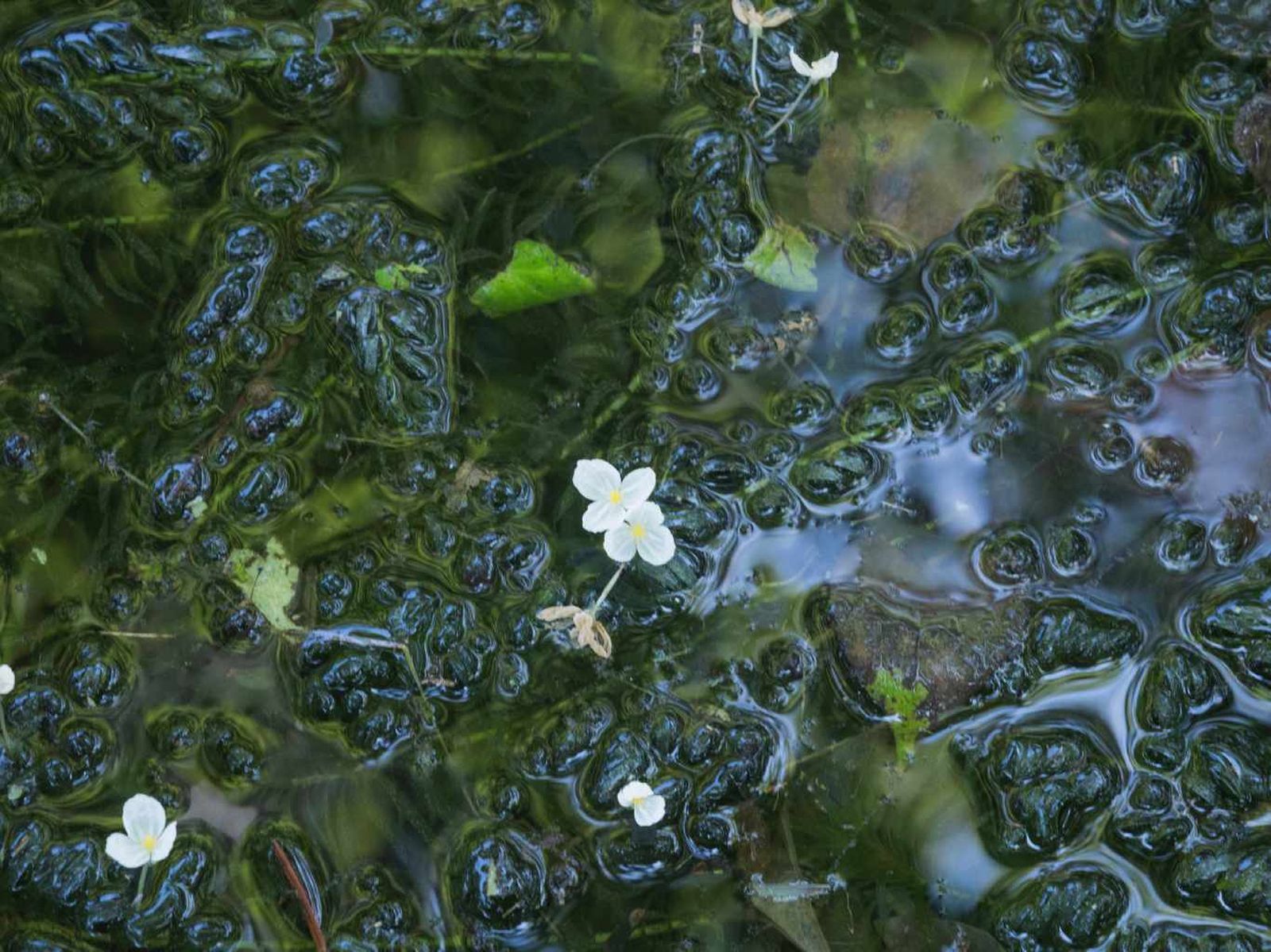 Egeria densa.