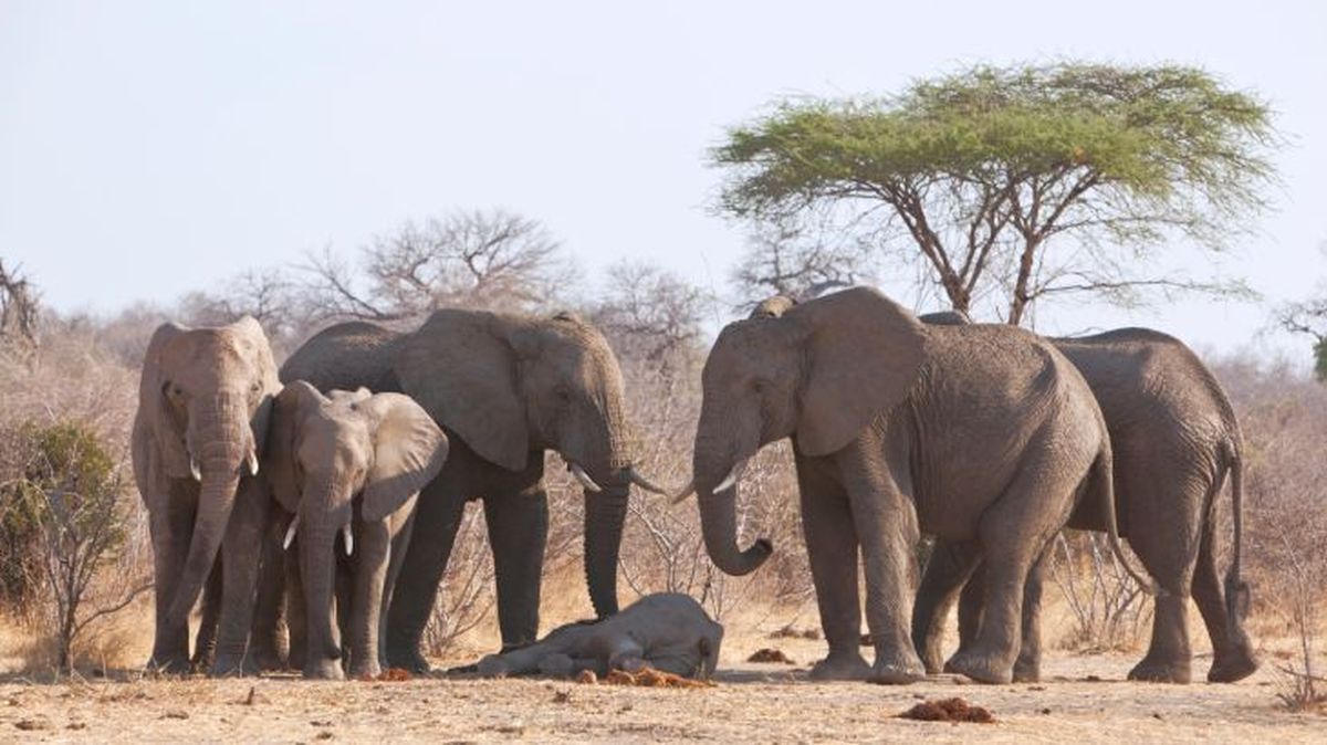 animales y la muerte 1