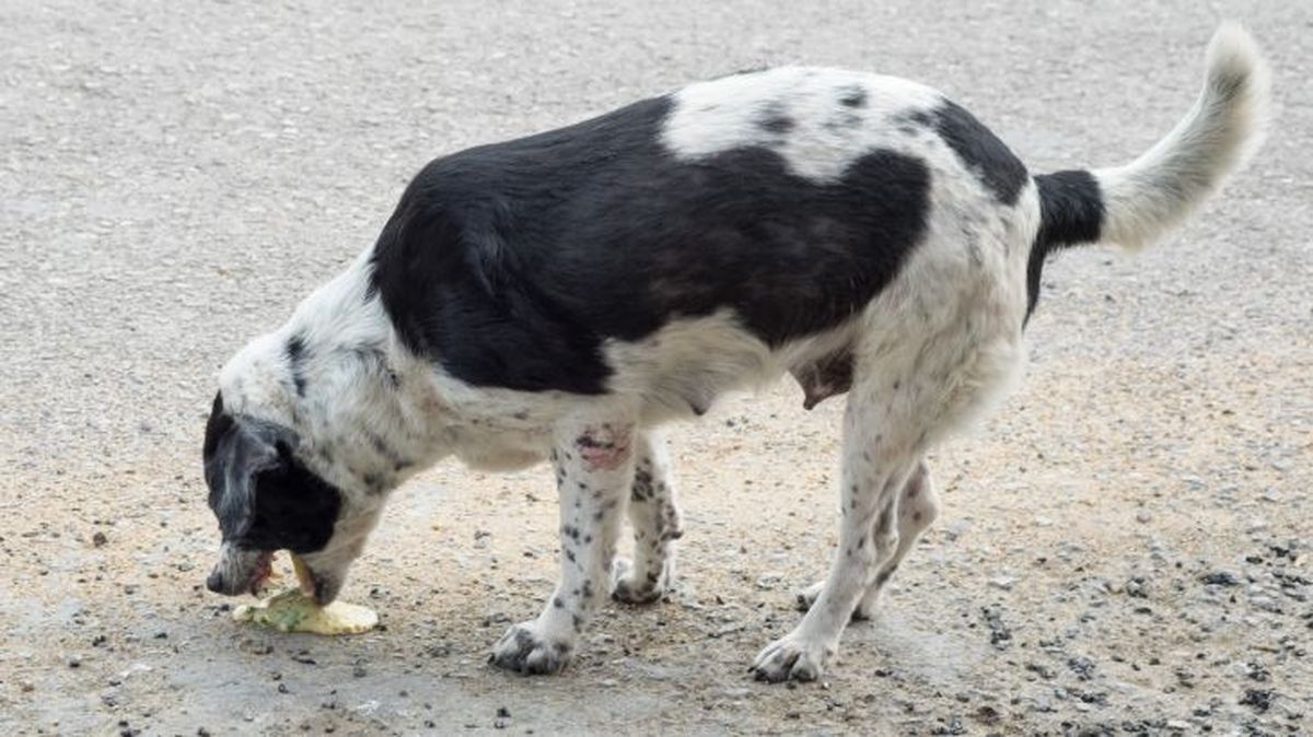 mi perro vomita amarillo 1