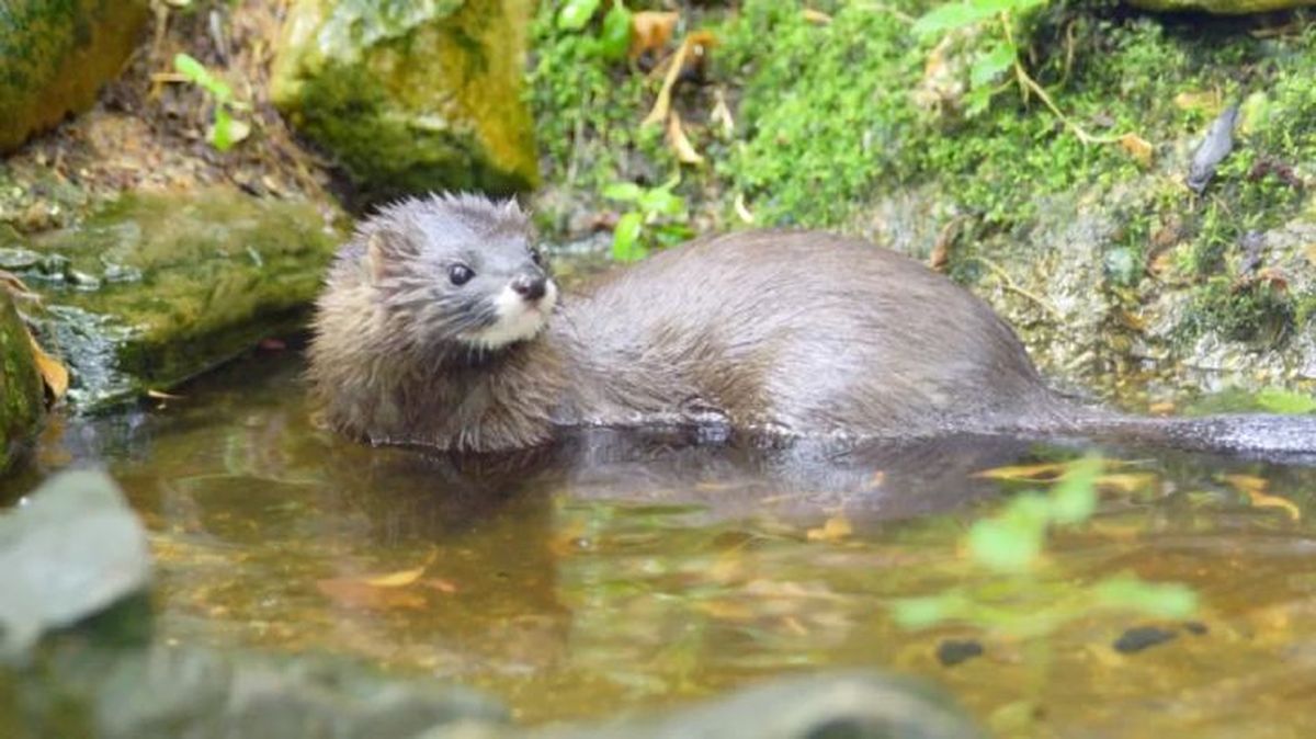 animales en peligro de extincion en espana vison europeo