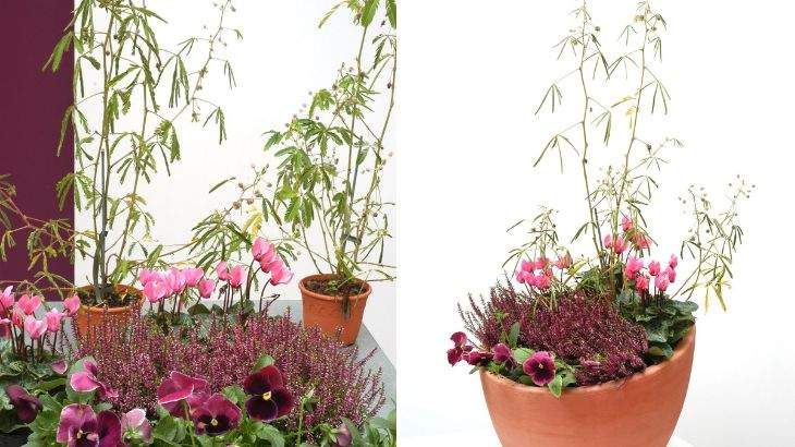 composicion floral mimosa sensitiva ciclamen brezo deco 114
