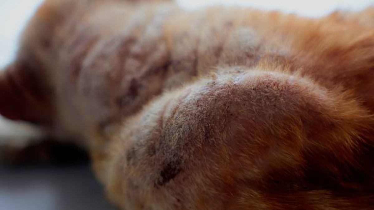 hiperqueratosis perros zonaafectada