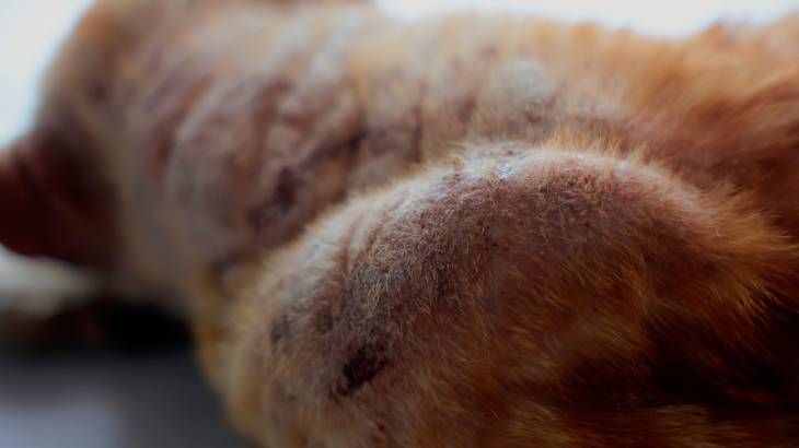 hiperqueratosis perros zonaafectada