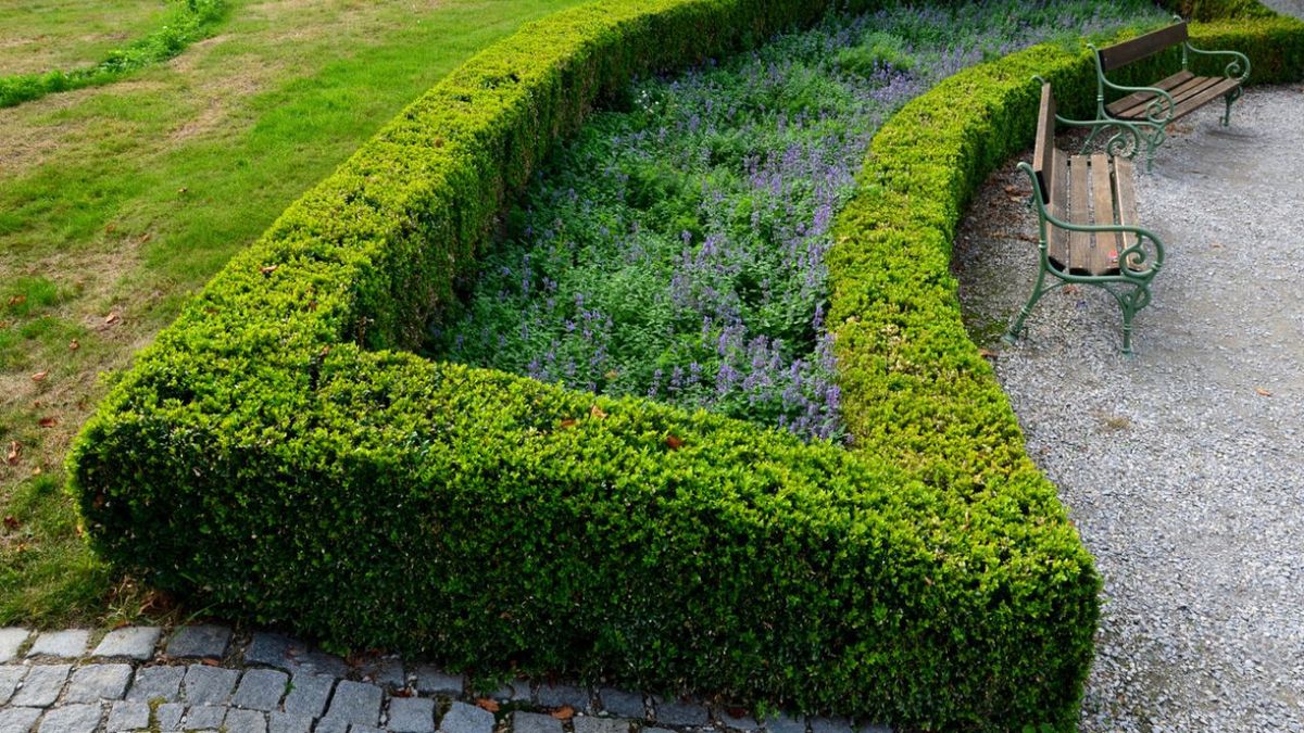 plantas para setos bajos
