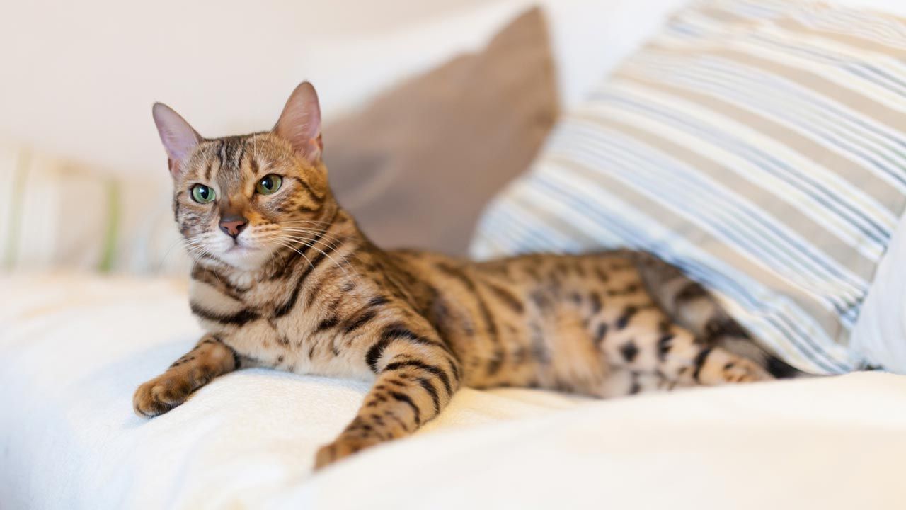 gato bengala 1
