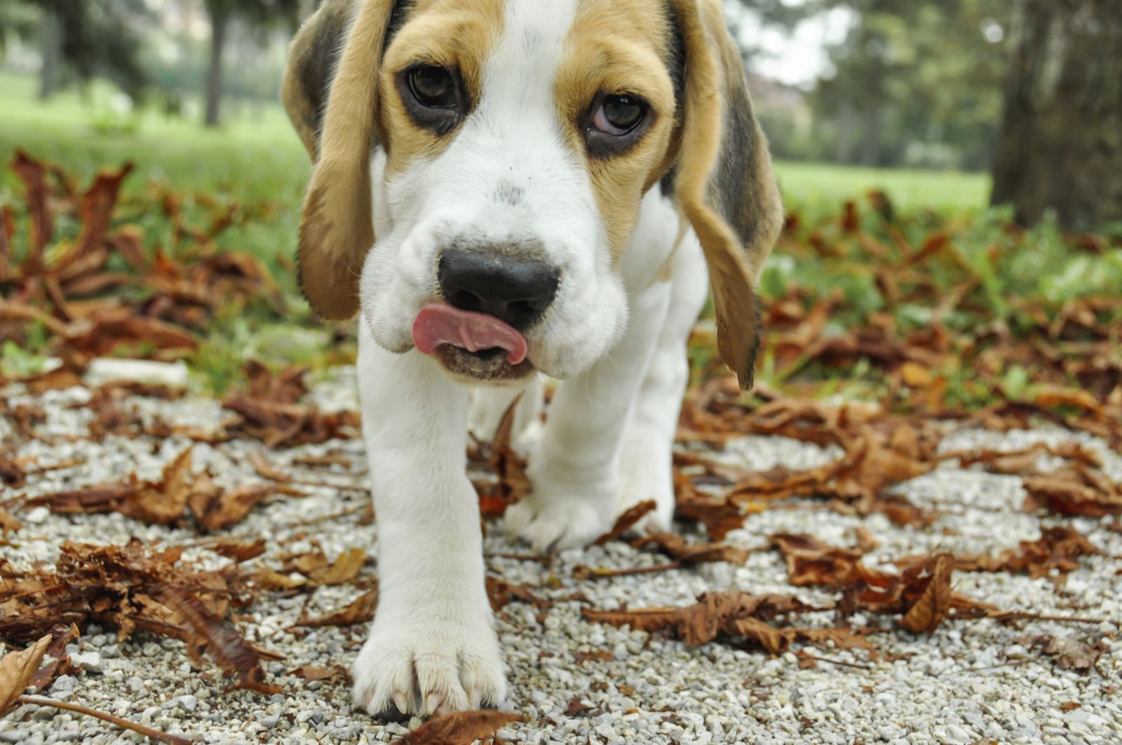 galeria beagle 7