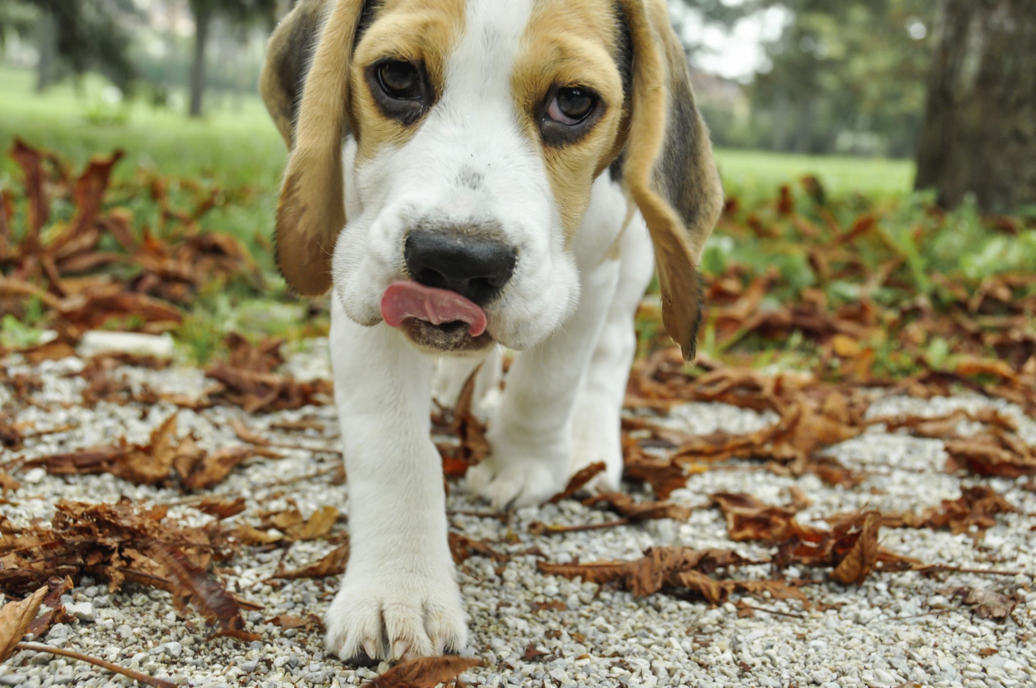 galeria beagle 7