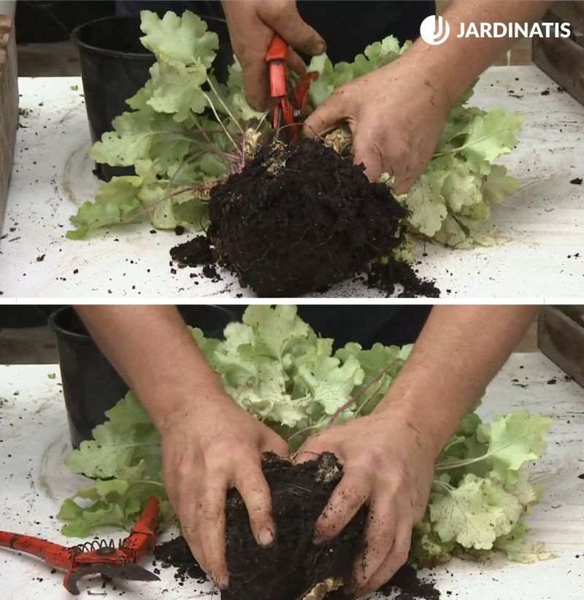 La división de mata es una forma rápida y barata de conseguir nuevas plantas