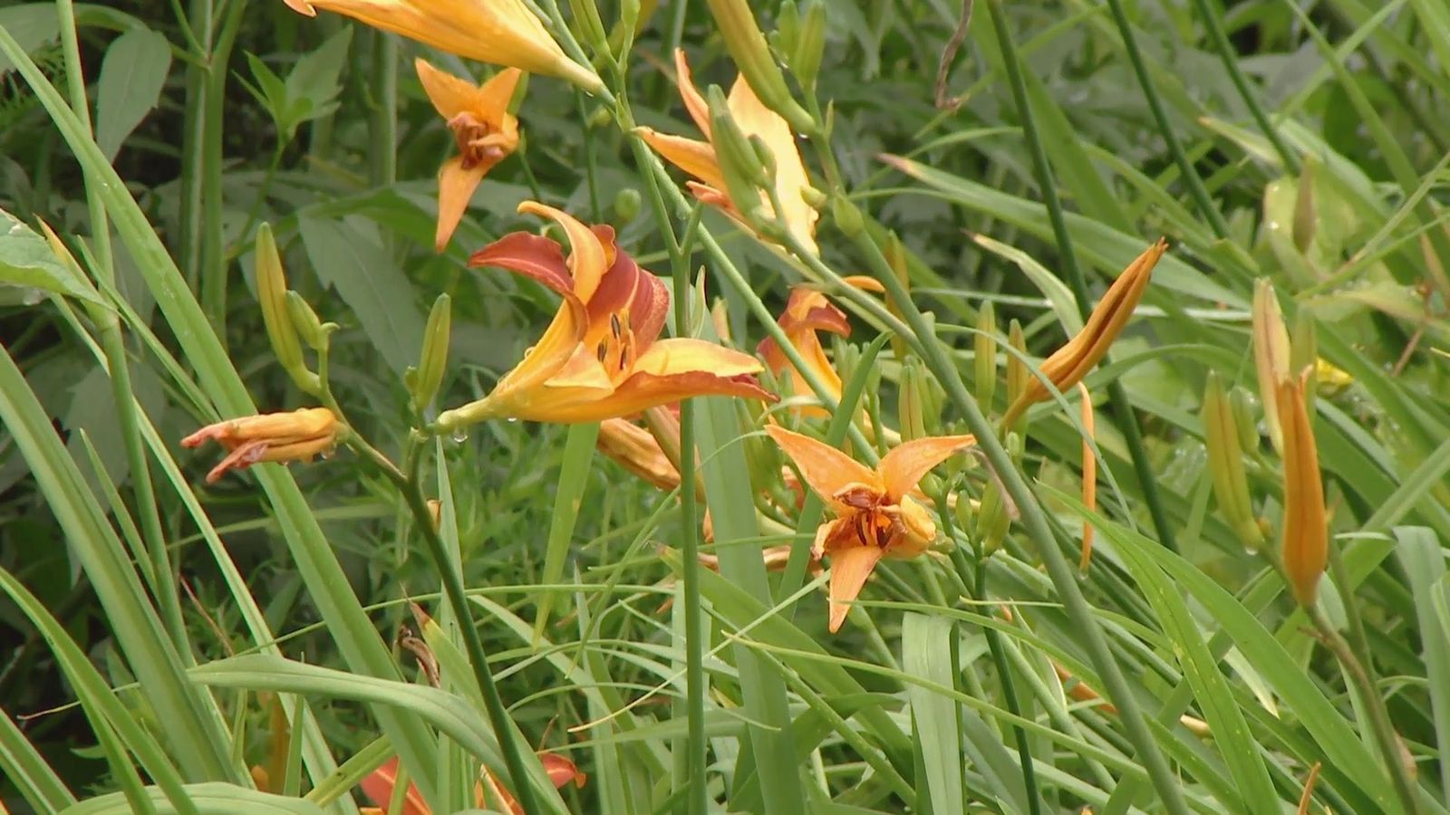 deco 0701 jardineria hemerocallis xl