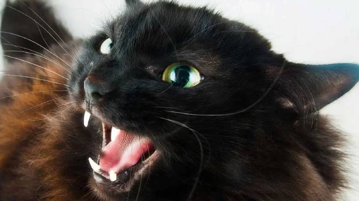 gato erizado 10 (1)