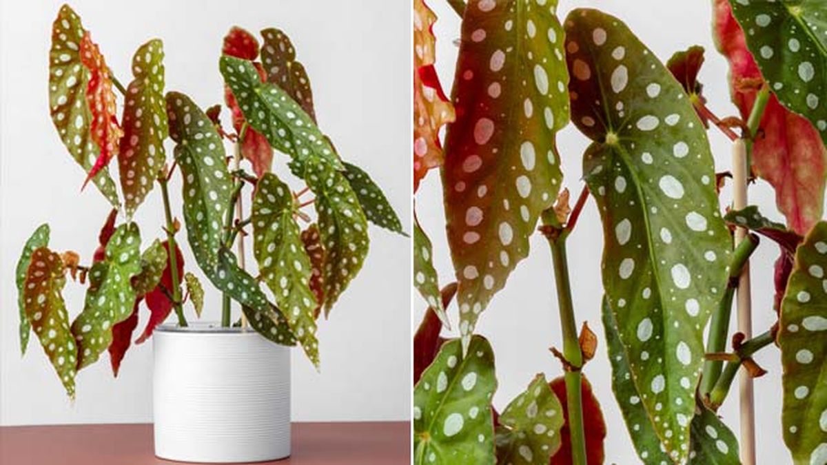 begonia maculata caracteristicas jardinatis