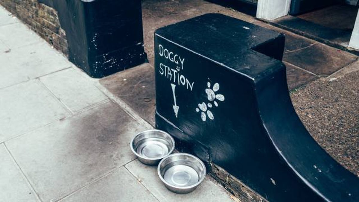cuenco de agua para perros en bares dogfriendly