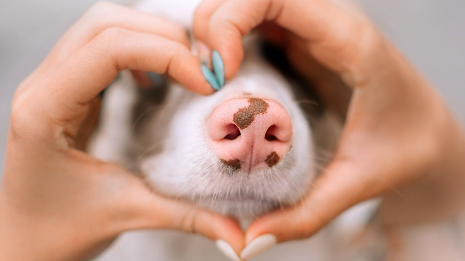 mi perro tiene la nariz seca