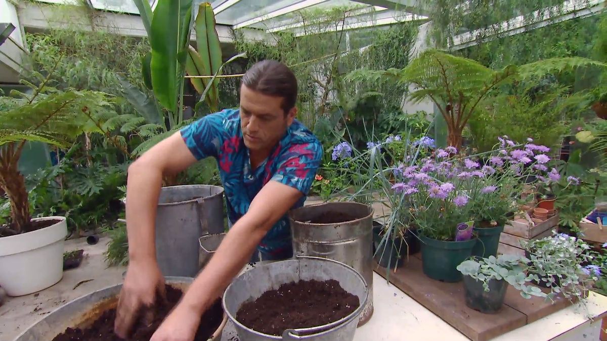 deco 660 jardineria composicion verano tonos azules paso 1