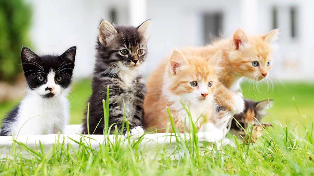 razas gatos portada