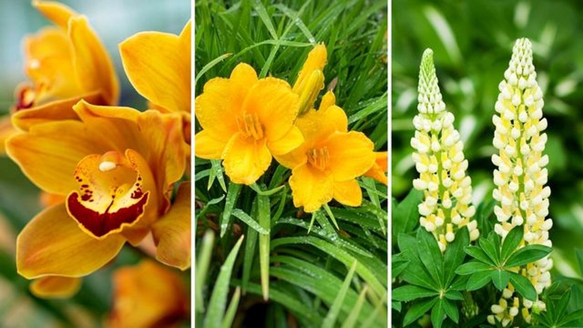 flores amarillas cymbidium lirio de un dia lipinus chandelier