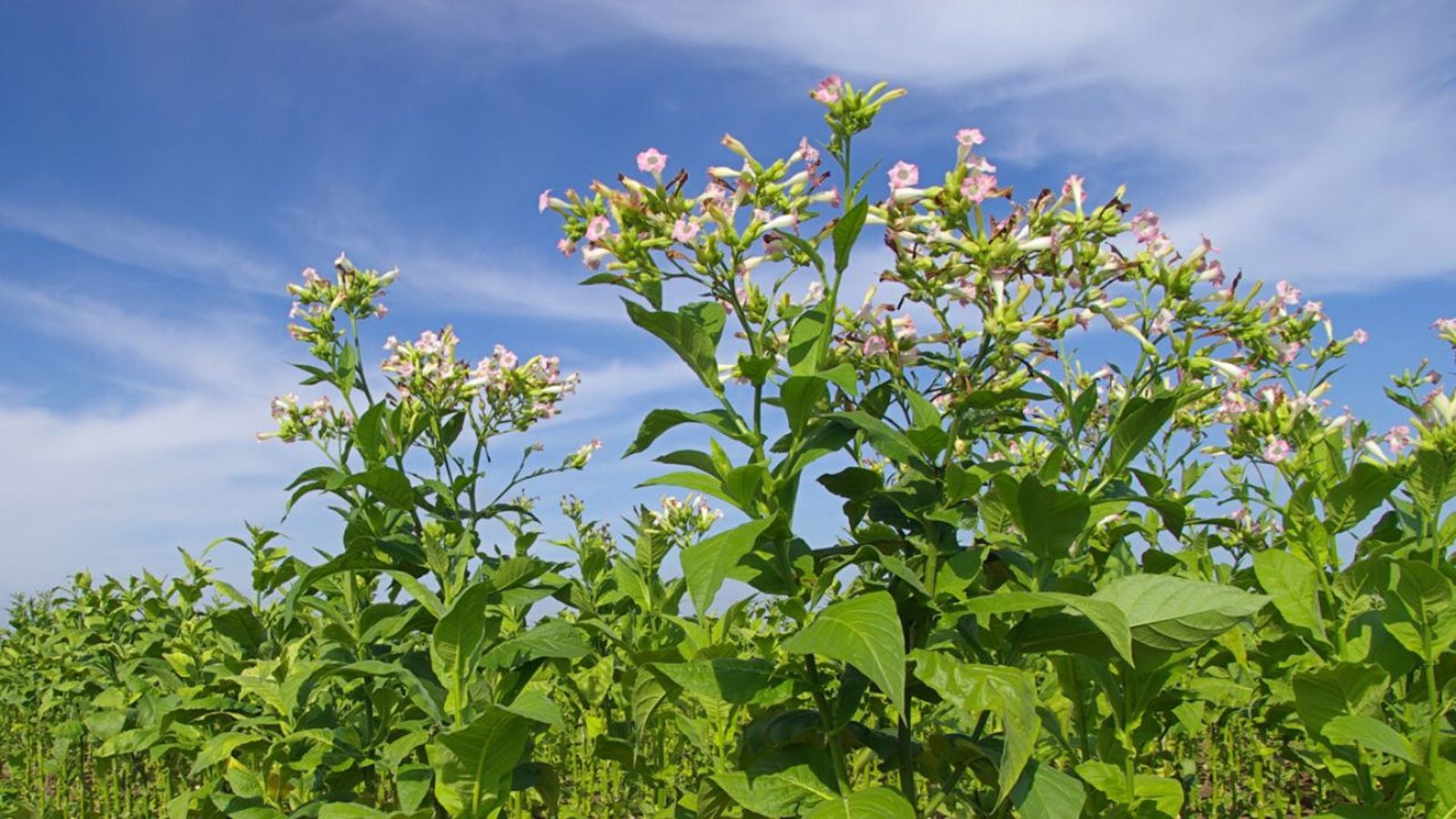 Planta del tabaco 03