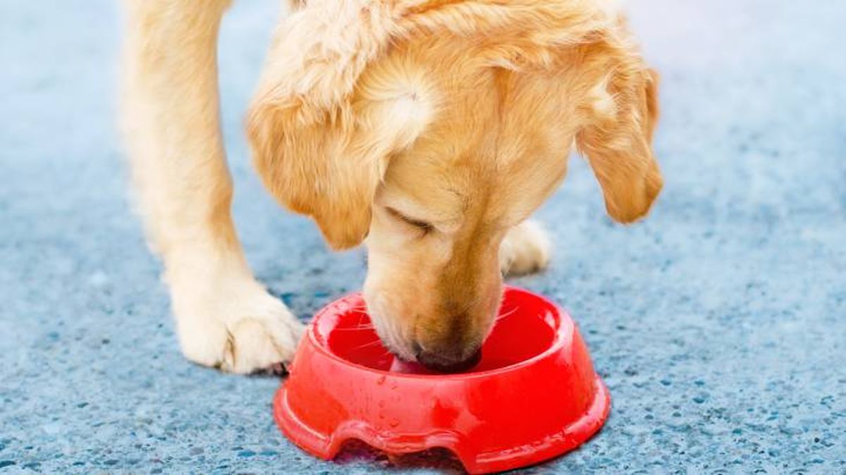 comida liofilizada perros