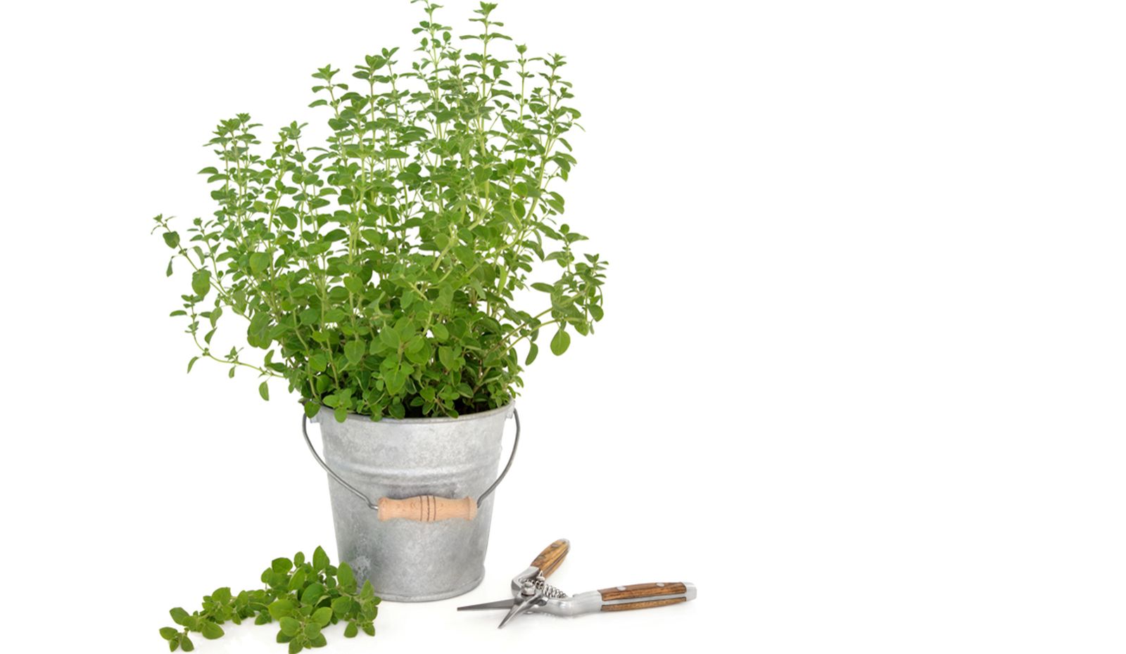 oregano