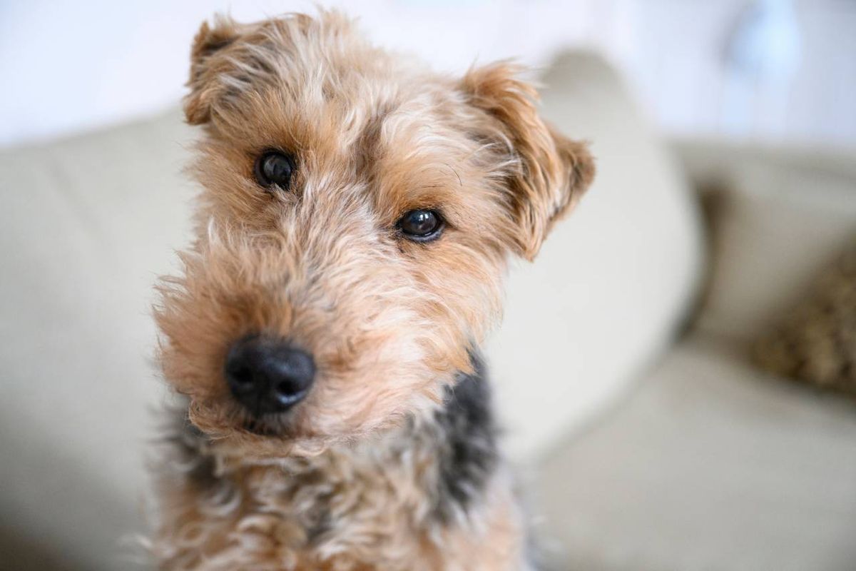 Este terrier de origen galés destaca por su estructura facial equilibrada y su barba prominente.