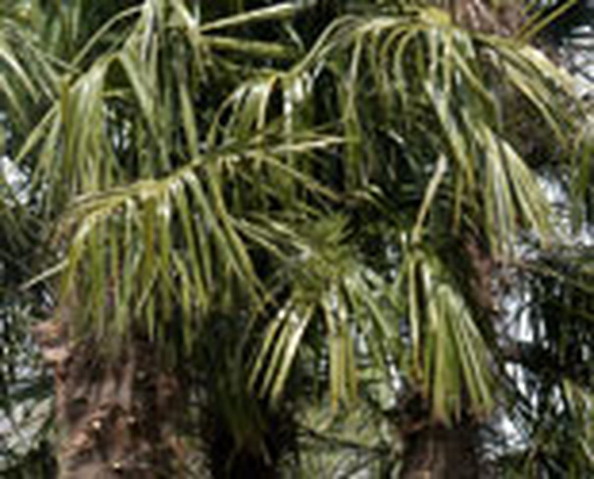 332 pod hoj palm p04