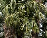 332 pod hoj palm p04