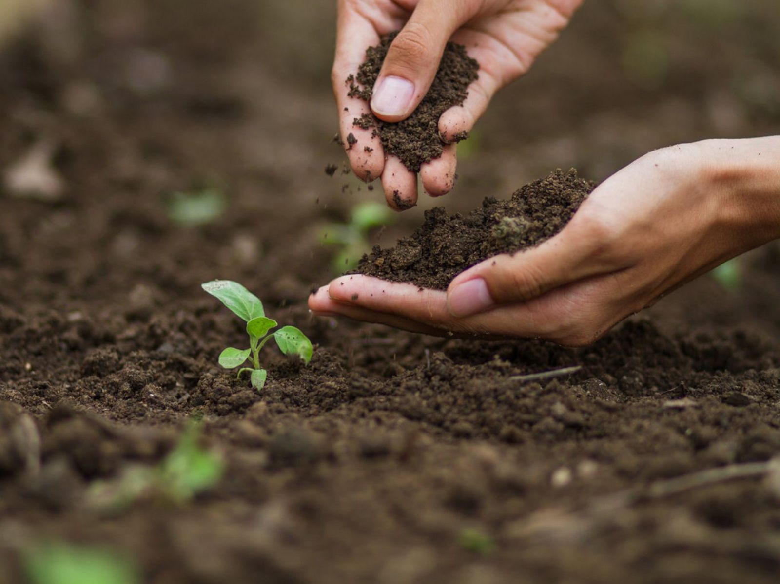 El pH del suelo es un factor clave que puede marcar la diferencia en el éxito de tu jardín.