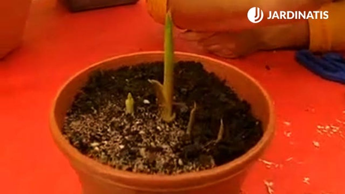 tallos de bulbos de lirios de agua brico 370