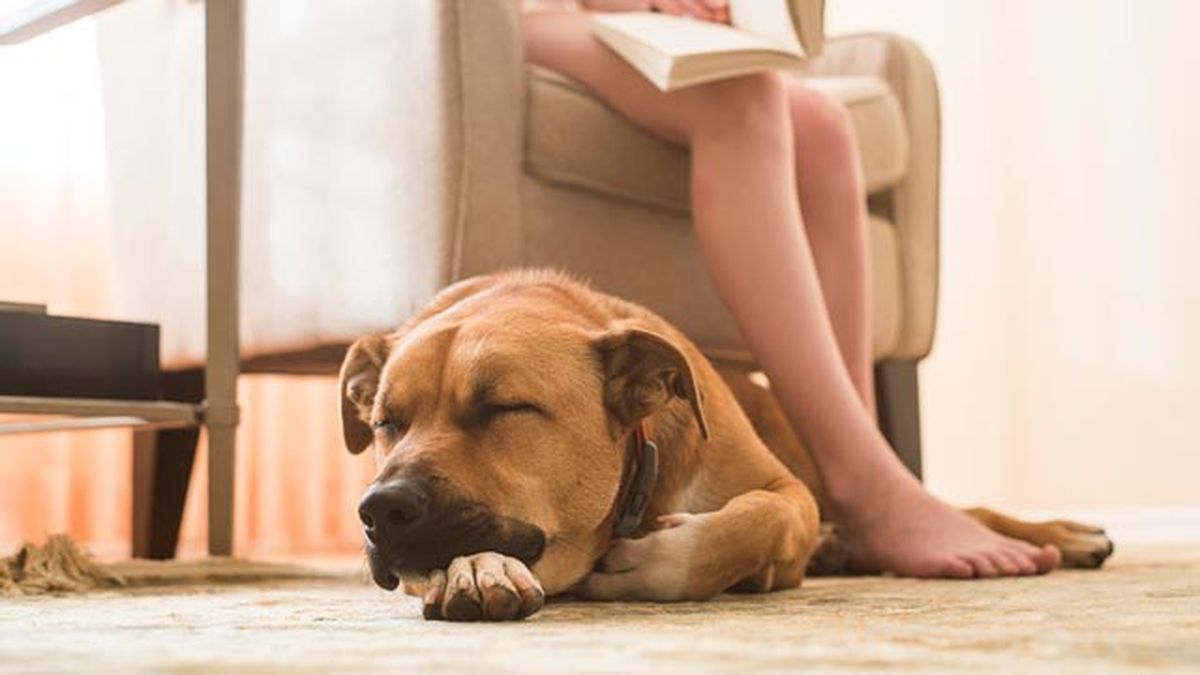 evitar alergias casa5