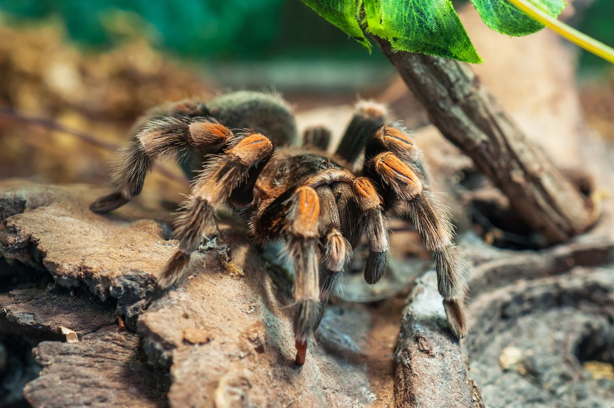 tarantula