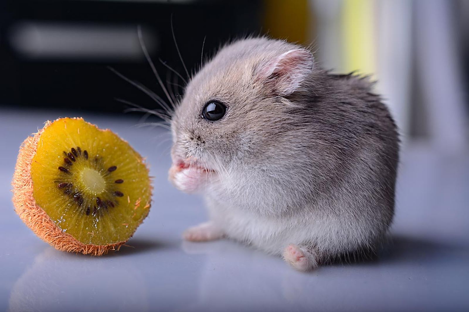 mascotas roedores hamster4
