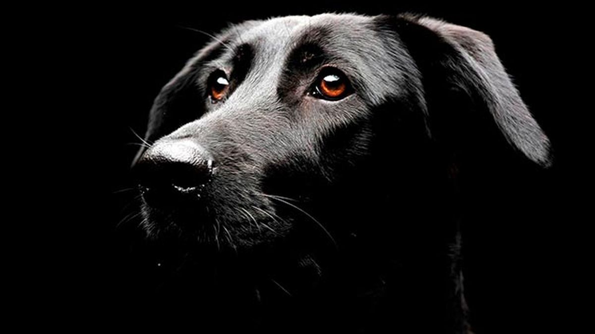 vision canina 3 perro oscuridad